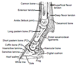Front Limb: cross section skeletal, ligaments, tendons