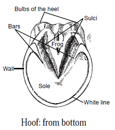 Hoof: from bottom